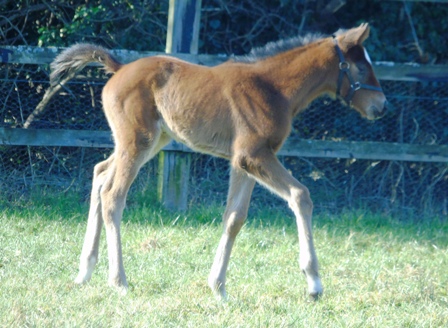 2019 filly by French Navy